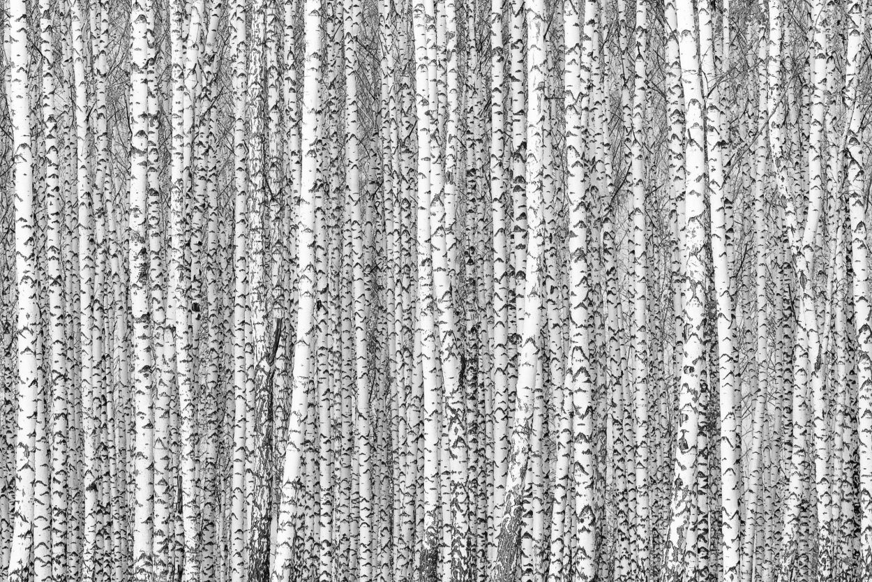 Береза паттерн