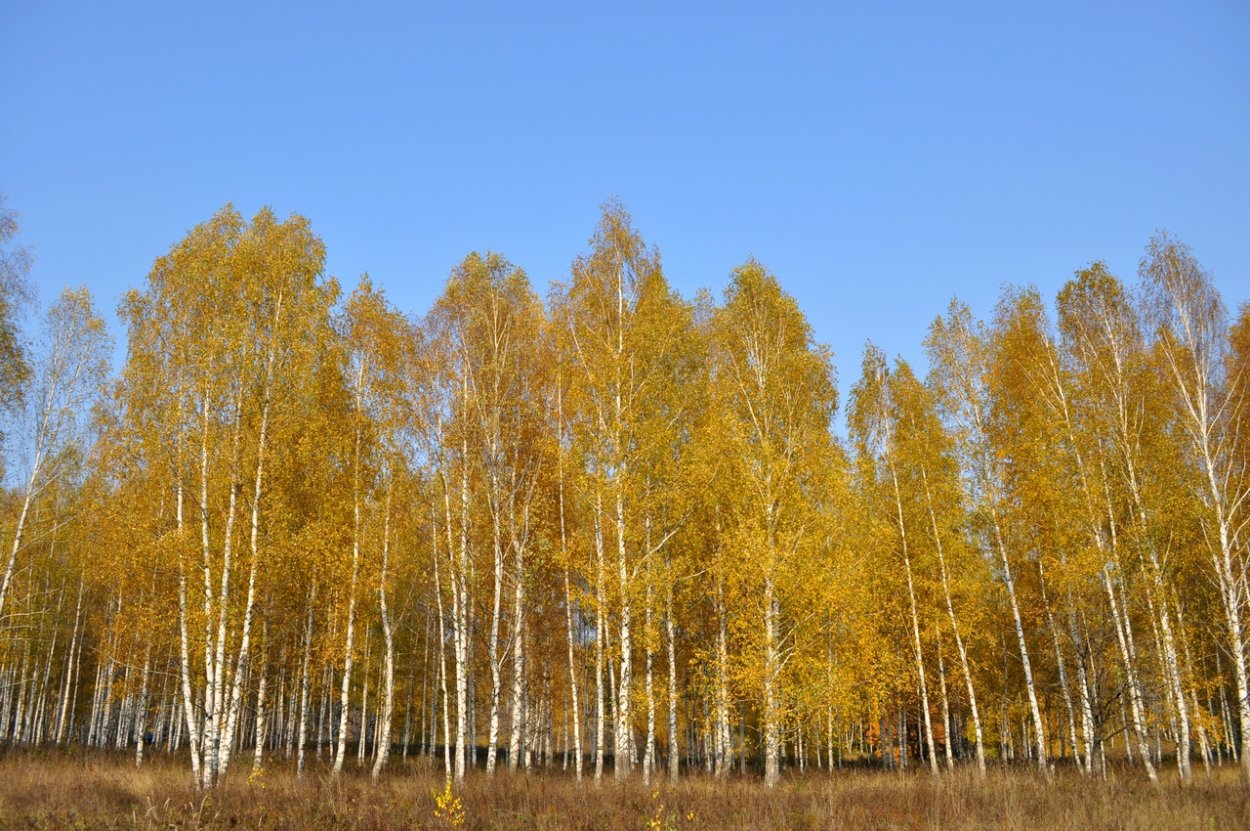 Береза в поле