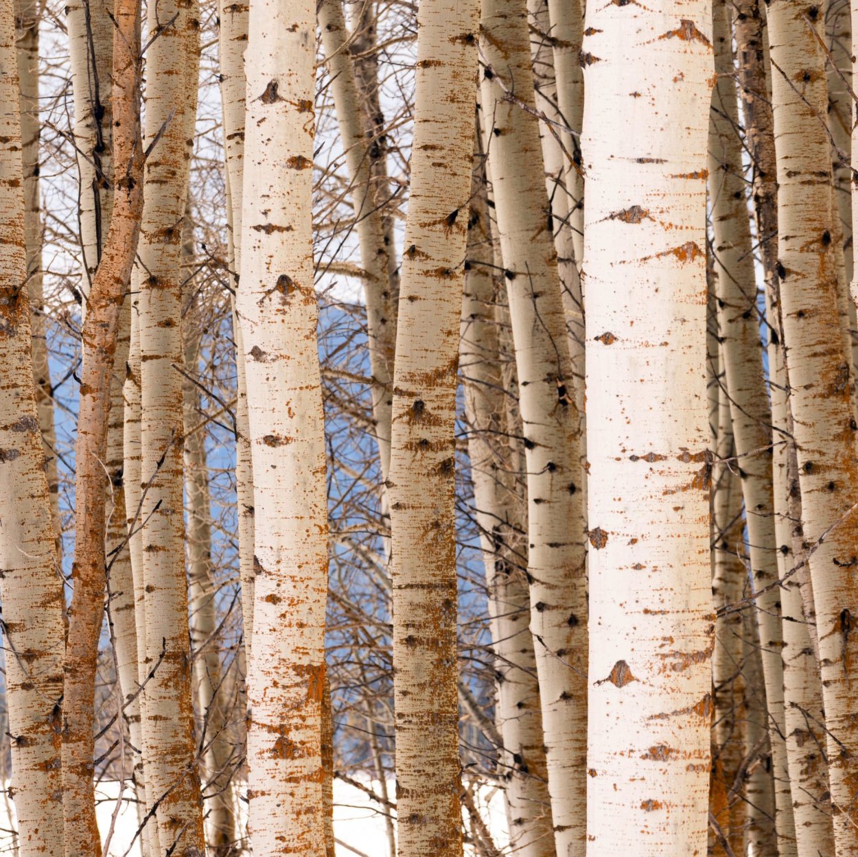 Березовый ствол