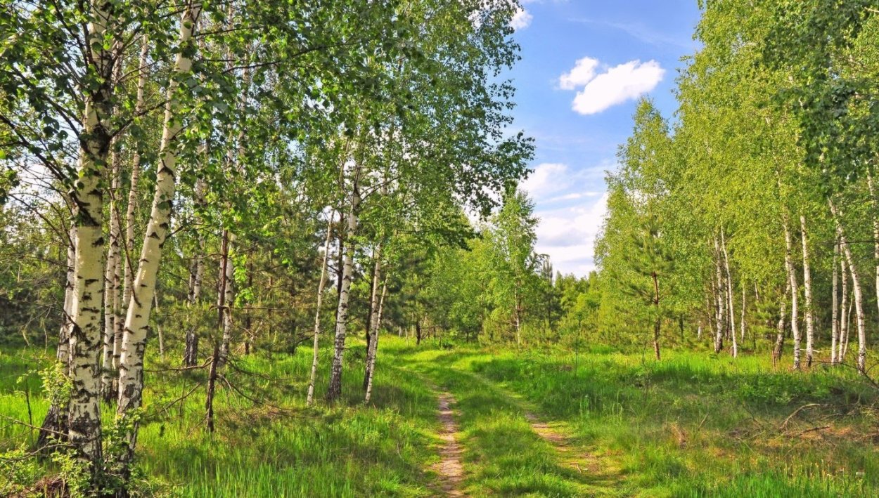 Березовая роща Челябинская область