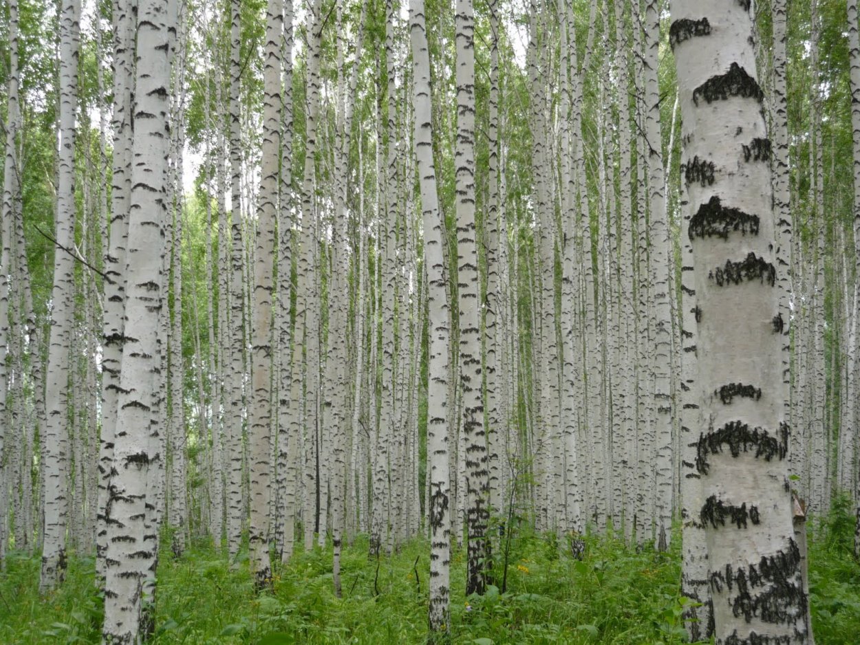 Березы ночью