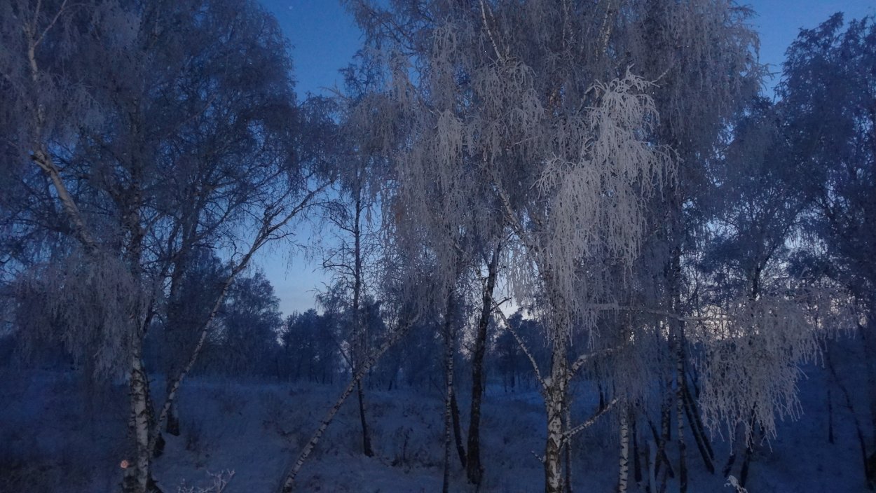 Березка смешная