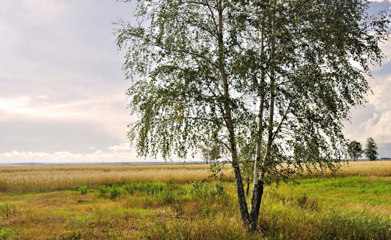 Березовая роща Якутии