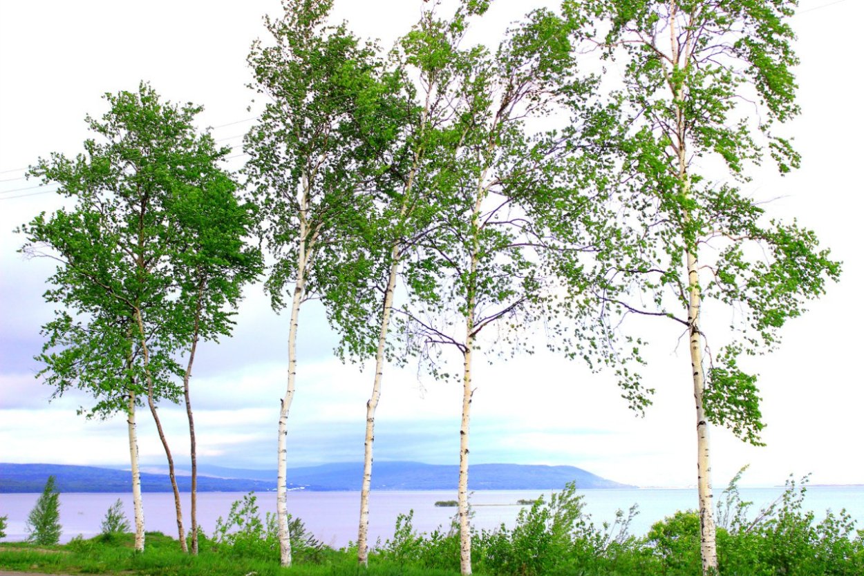Деревья Якутии береза