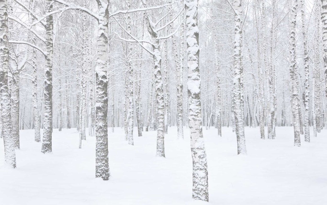 Природа Березки