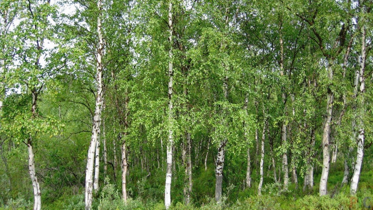 Березовая роща Томск