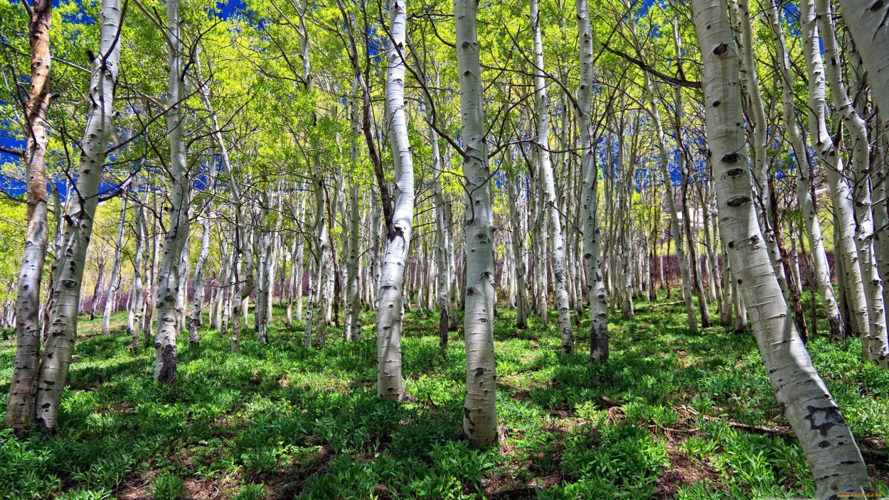 Березовая роща береза повислая