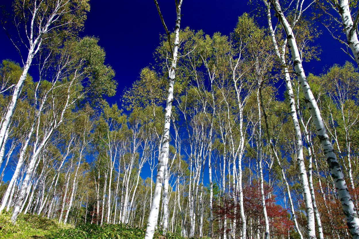 Пейзаж с березами
