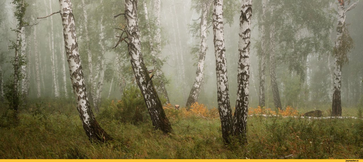 Березовая роща деревня