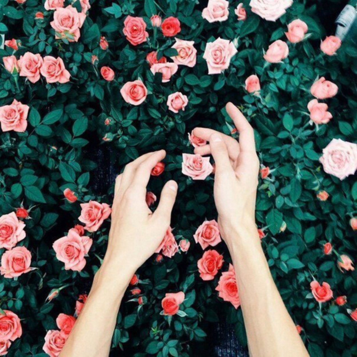 Сохраненки руку на цветы