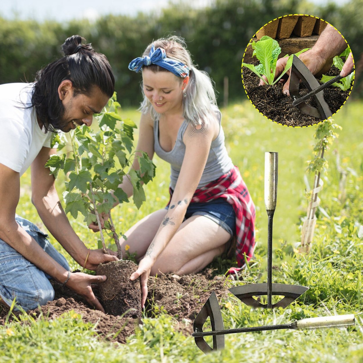 Клен американский ясенелистный