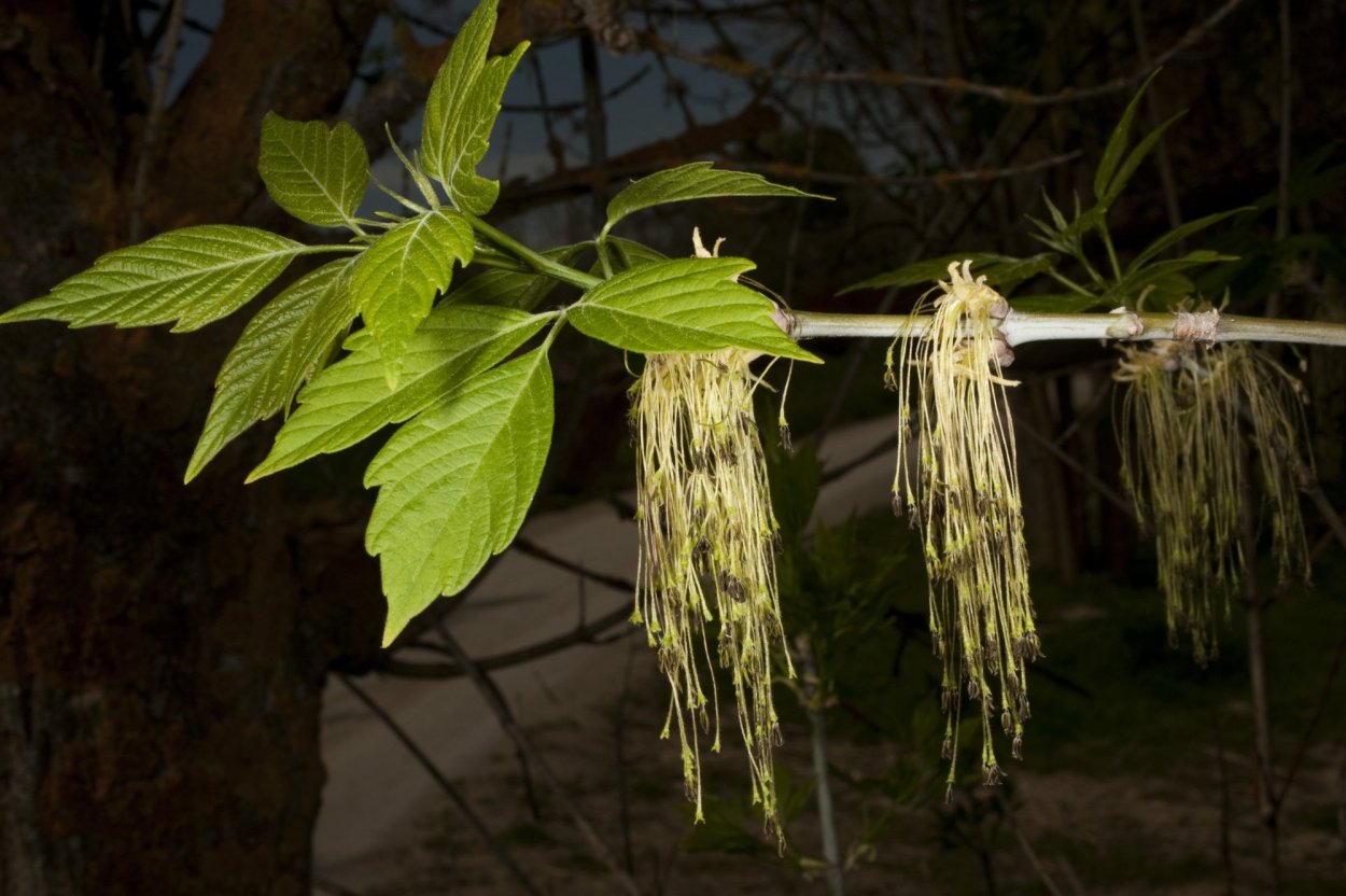 Молодая пара сажает деревья