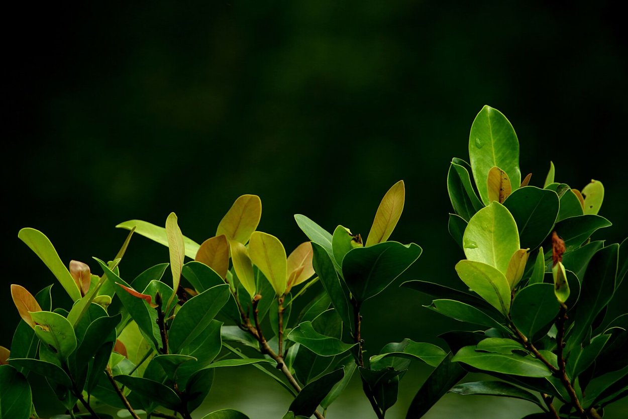 Американский клен сорняк