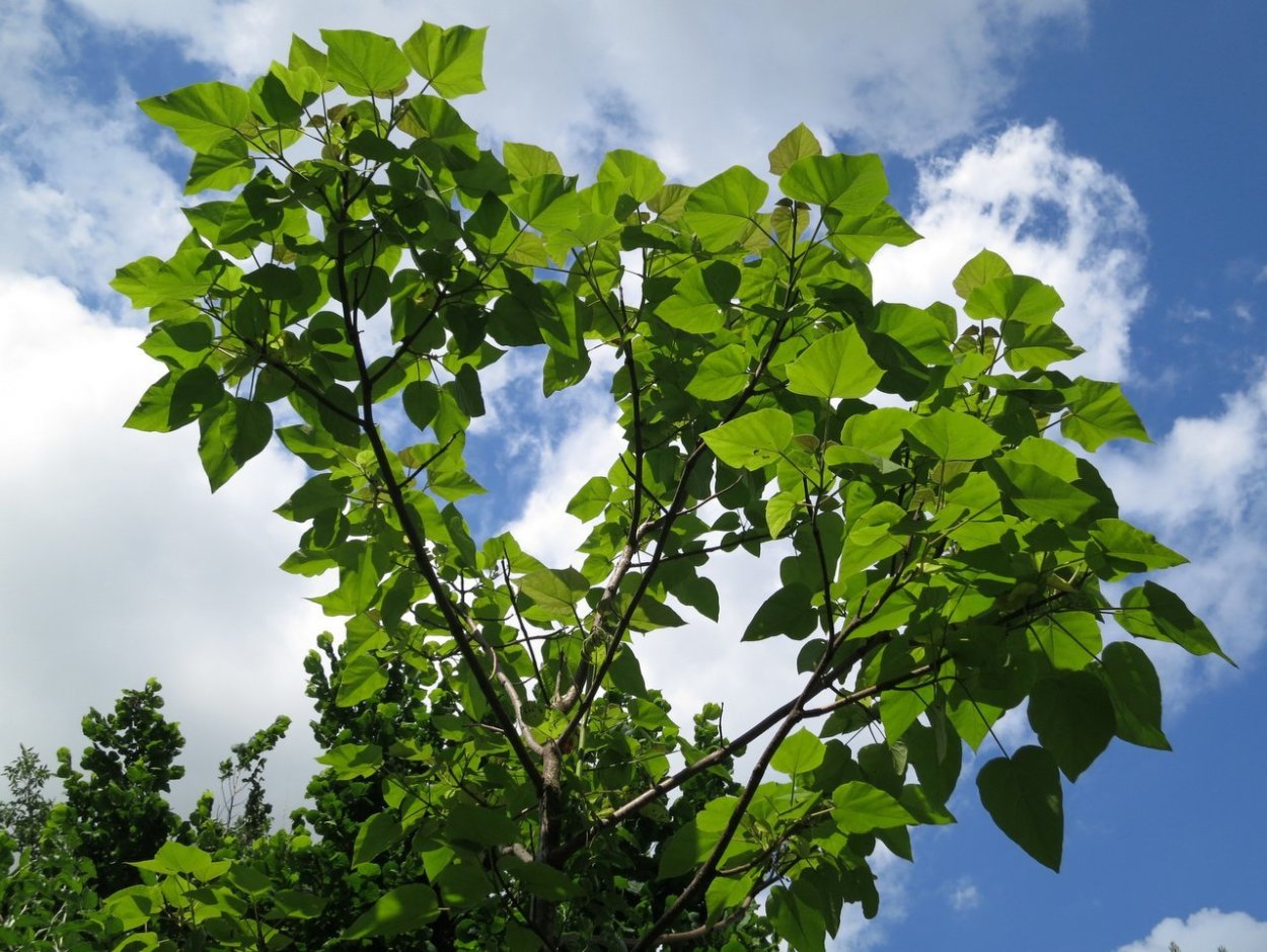 Жимолость лещина куст