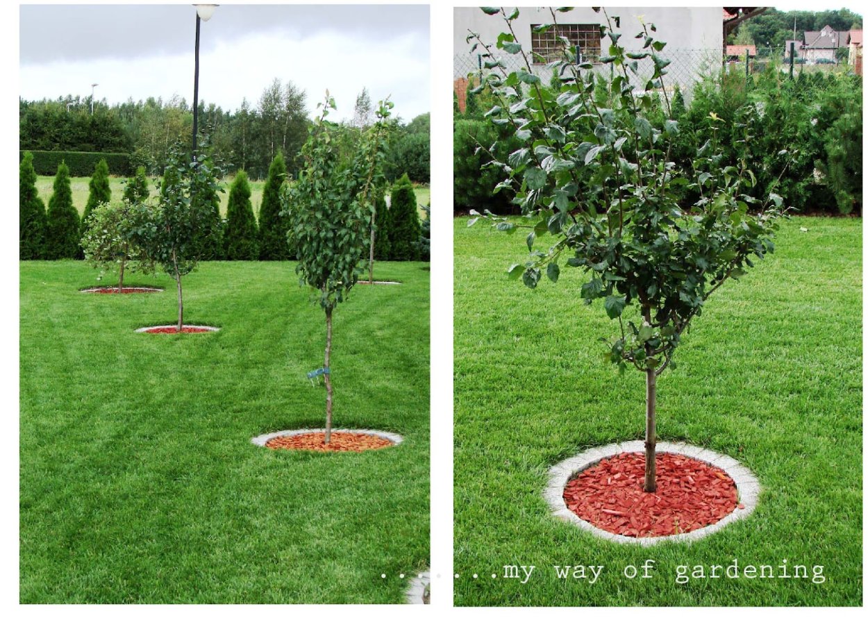 Сорняк портулак огородный