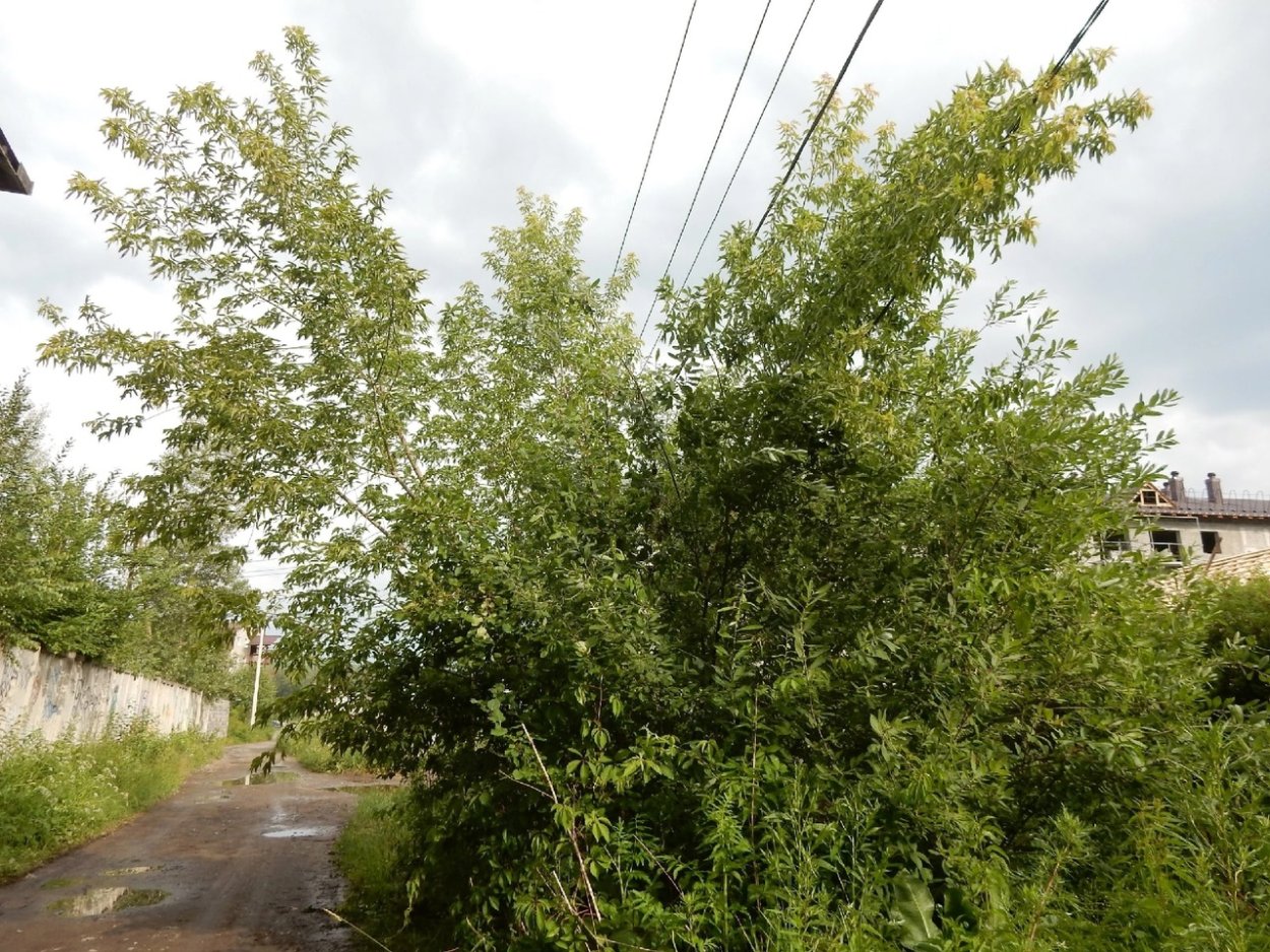 Портулак огородный