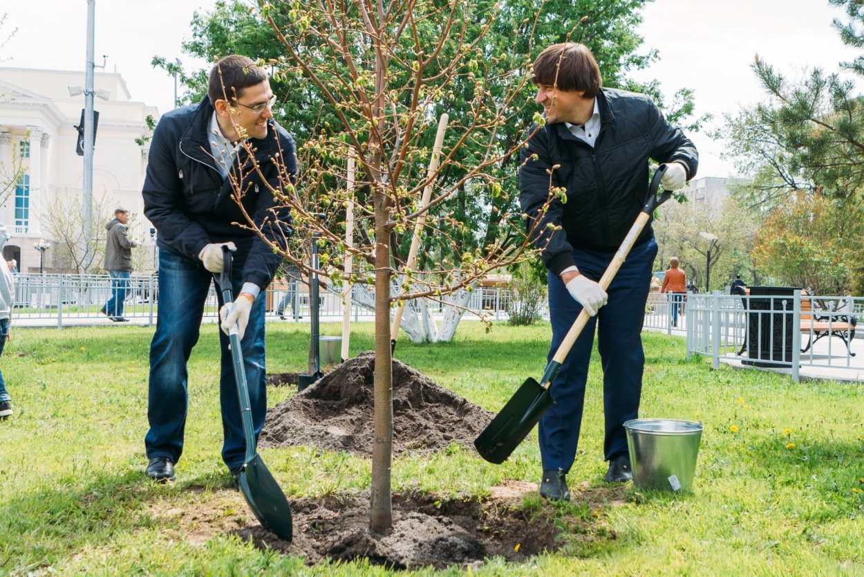 Кусты сорняки на участке