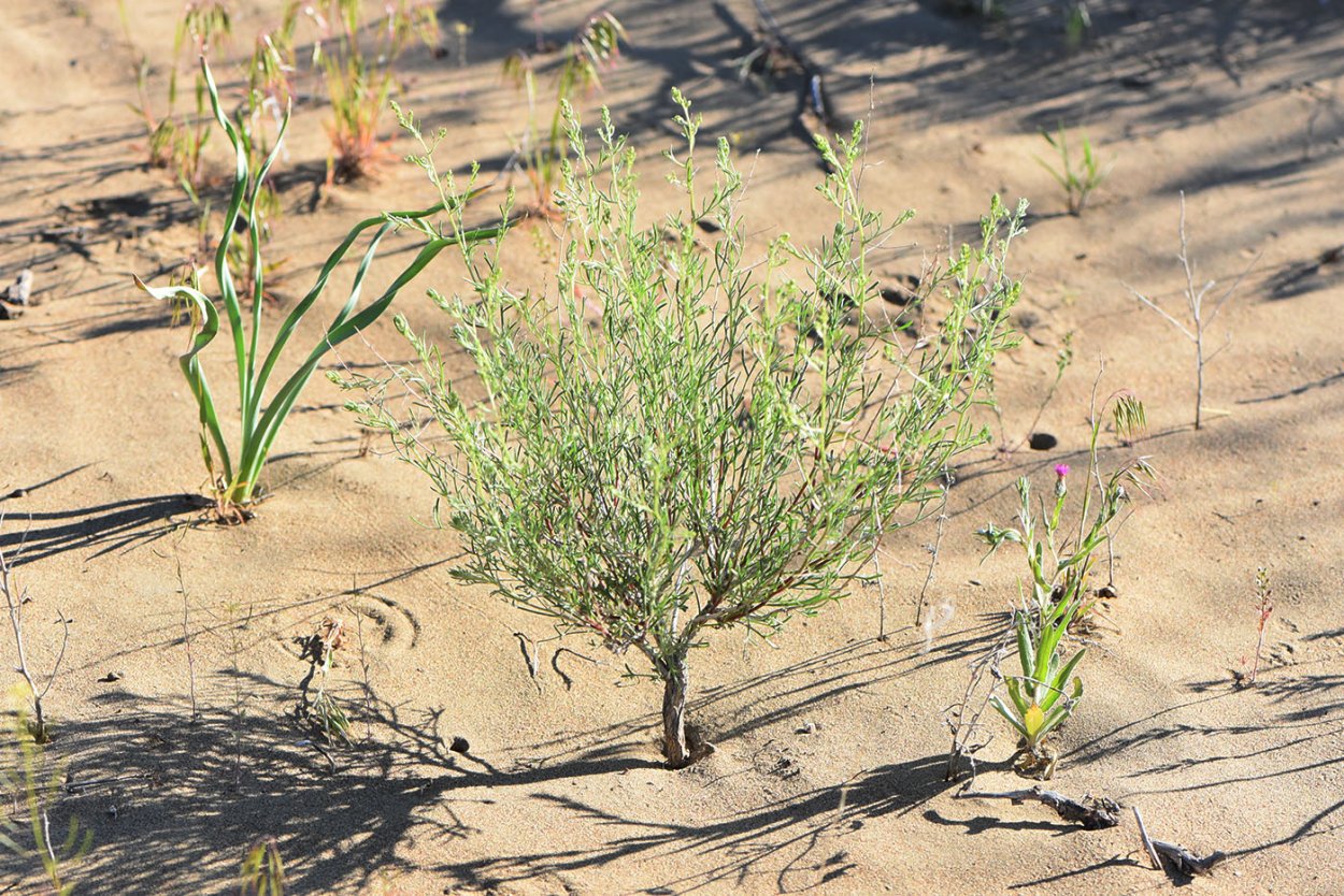 Вероника нитевидная ползучая