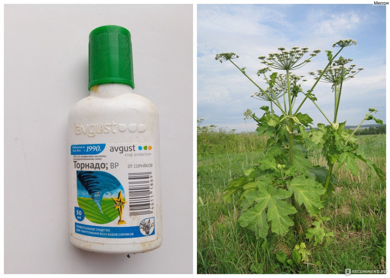 Трава портулак огородный