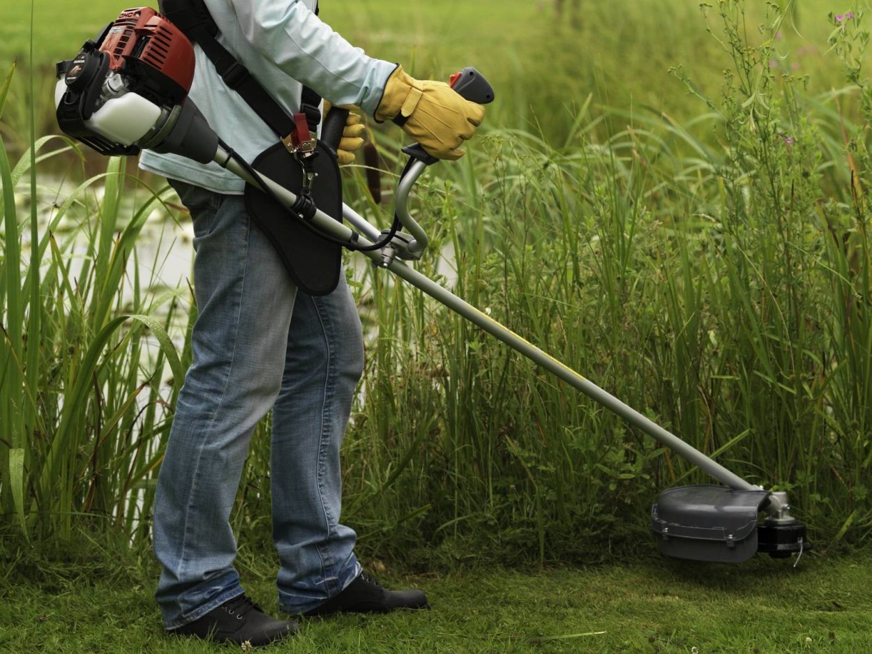 Клен американский (Acer negundo).