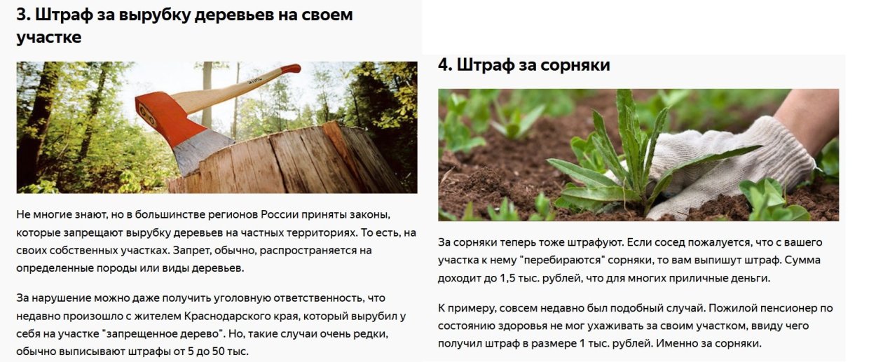 Грецкий орех дерево листья