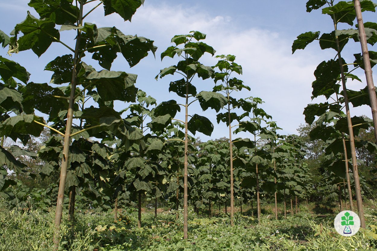 Портулак огородный