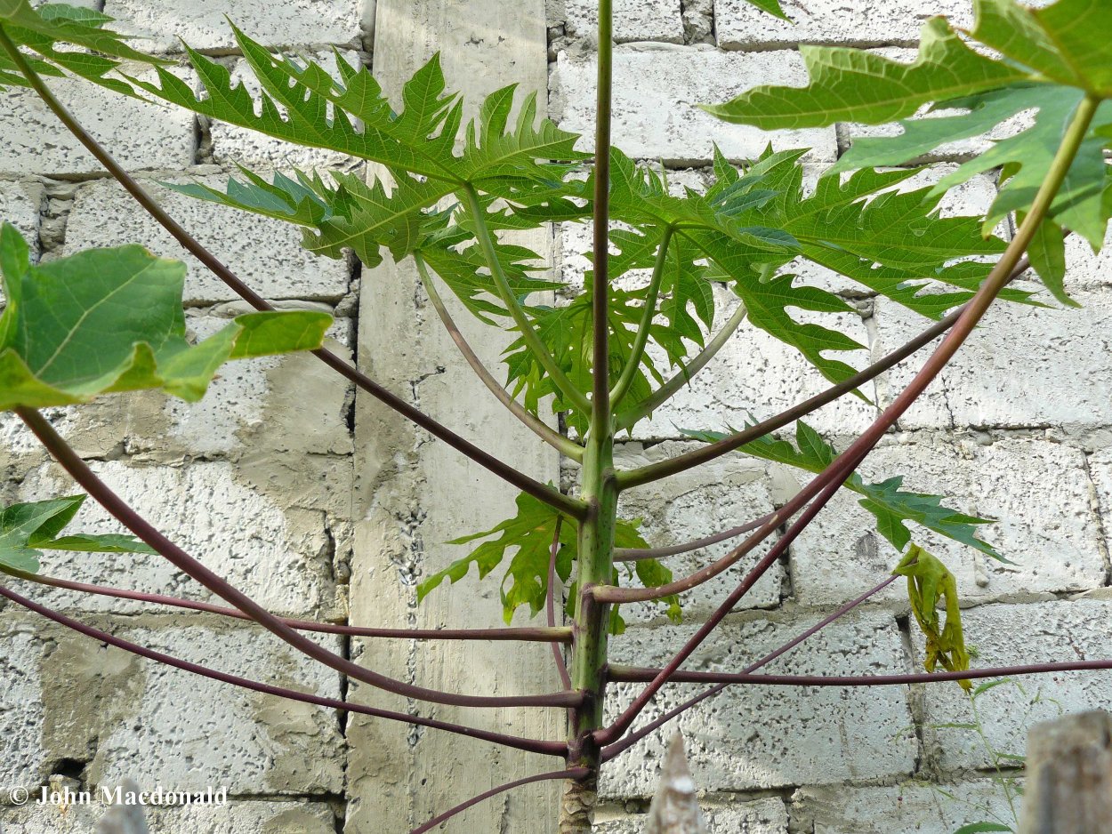 Посадка саженцев деревьев