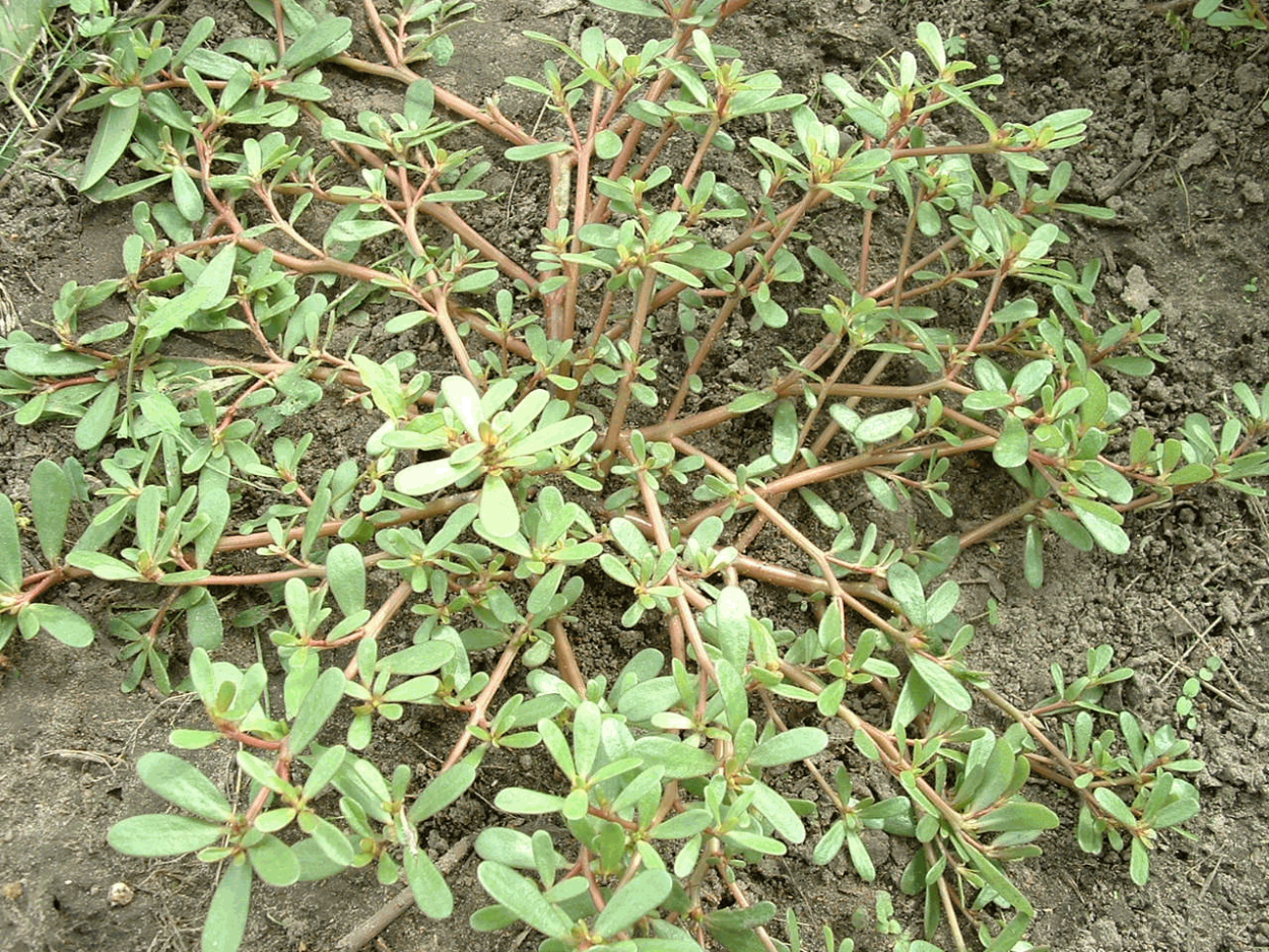 Поле заросшее бурьяном