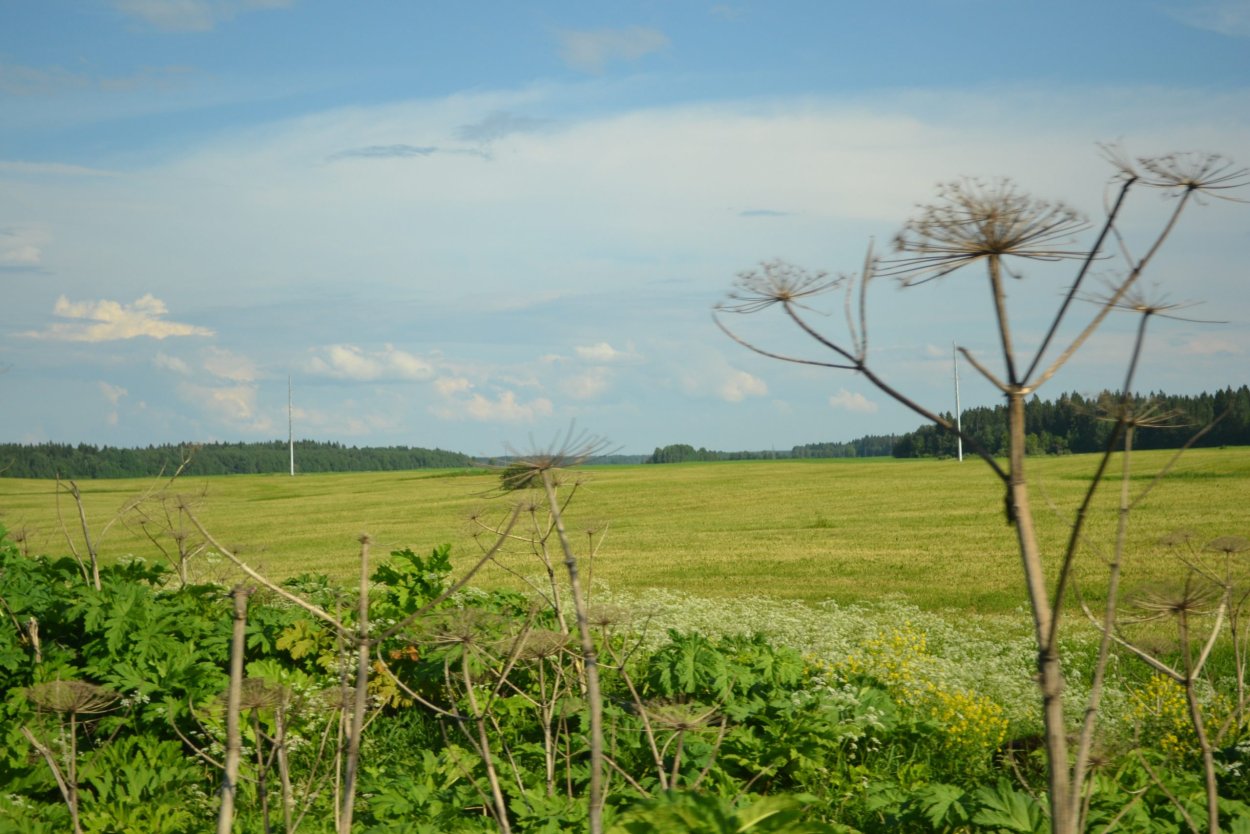 Клен ясенелистный дерево