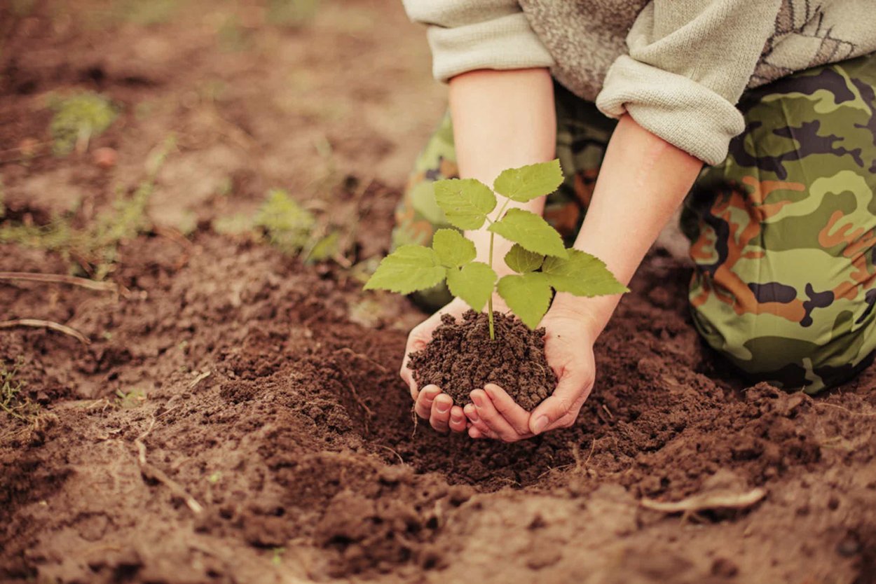 Биологическая рекультивация земель