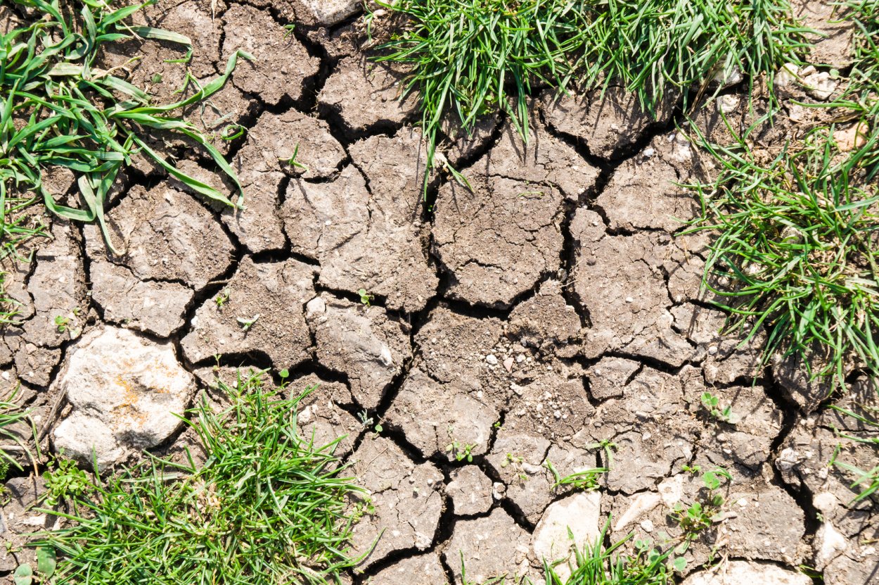 КРИОФИТ почва