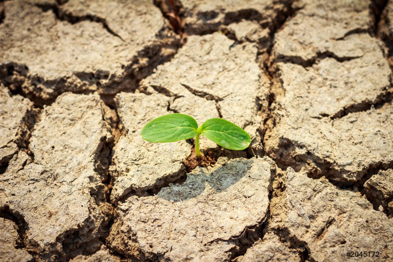 Росточек в сухой земле