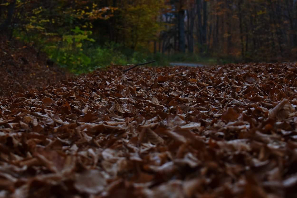 Почва осенью