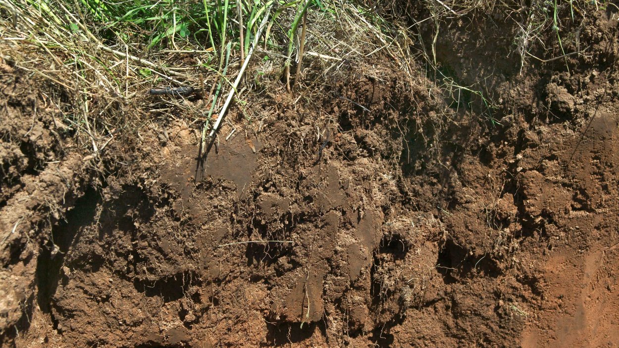 Почвы Марий Эл