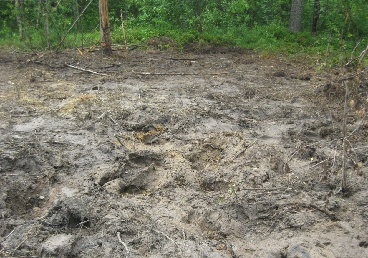 Вытаптывание почвы