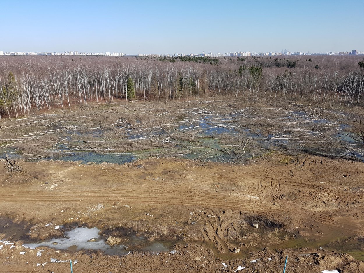 Торфяные болота в Перми