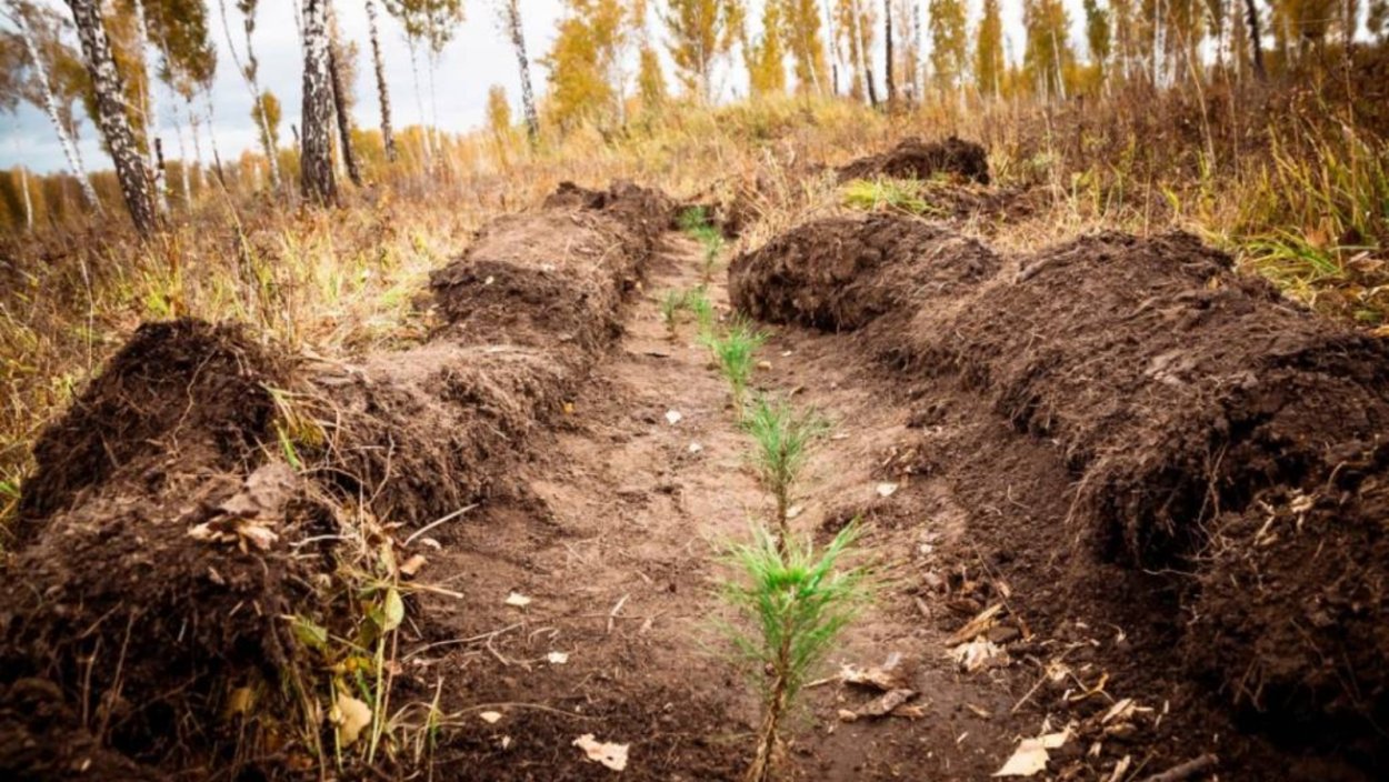 Лесовосстановление Коми