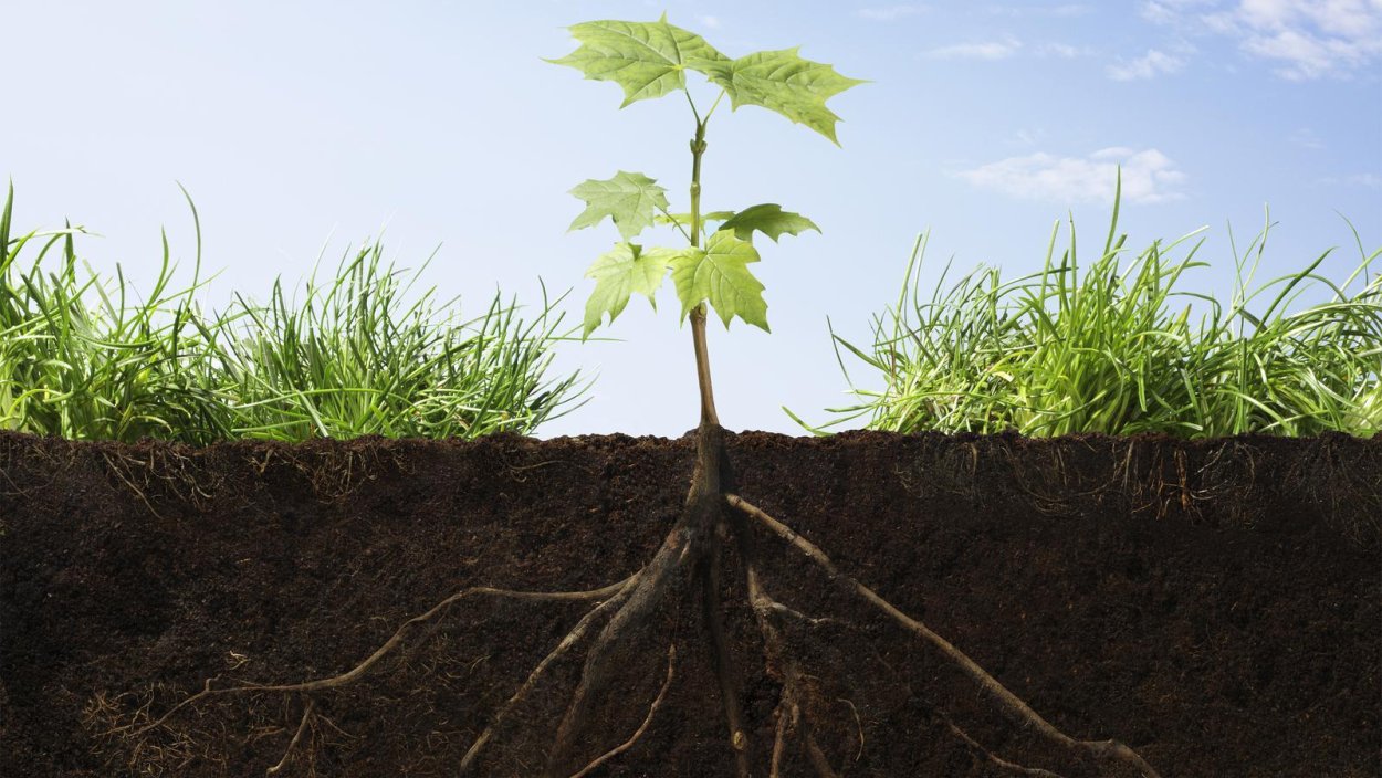 Цветок и корни в земле