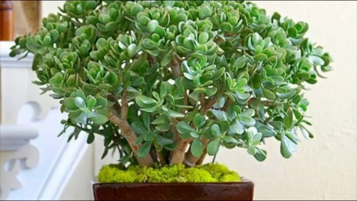 Крассула толстянка Овата