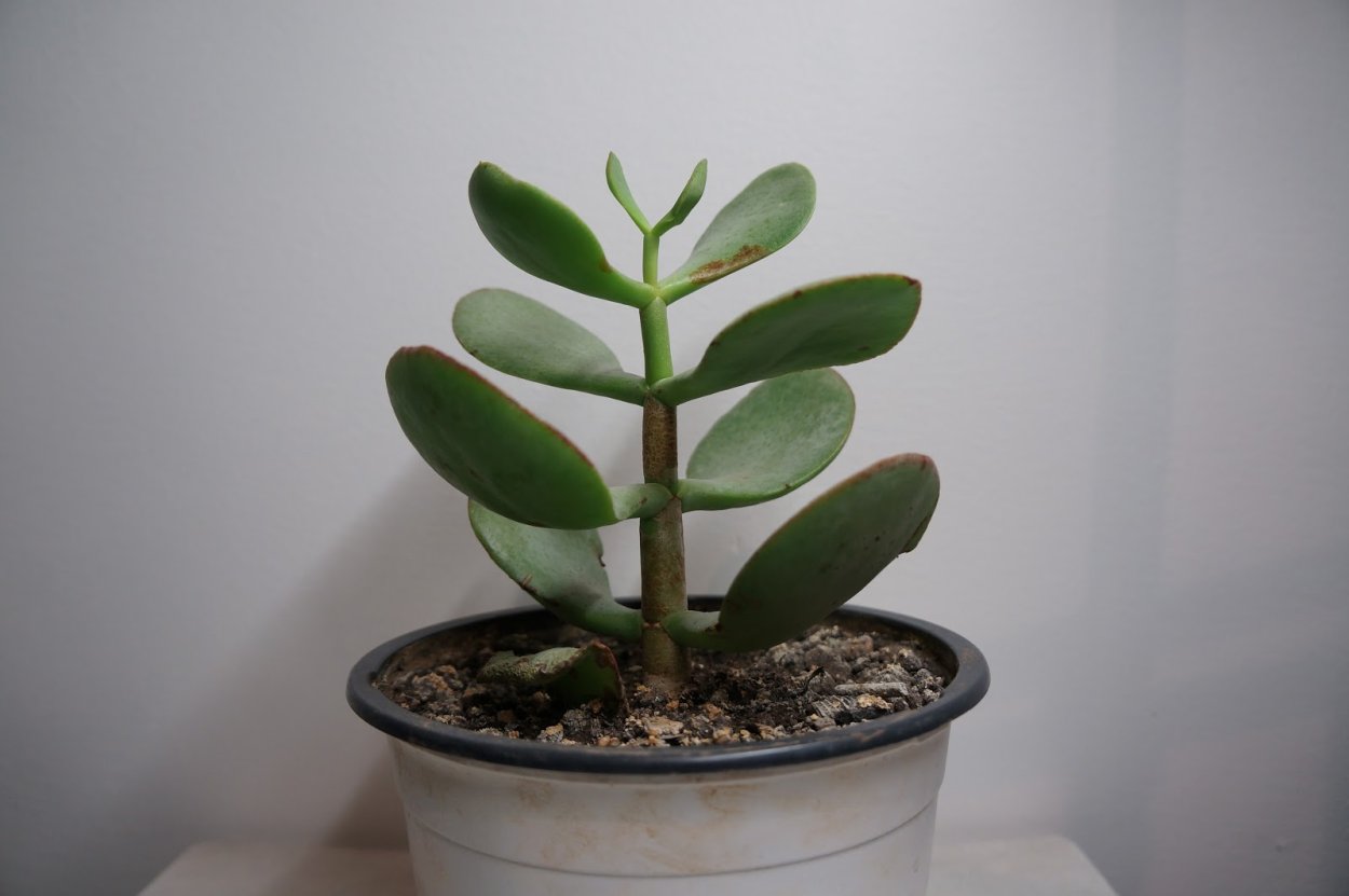 Толстянка древовидная денежное дерево