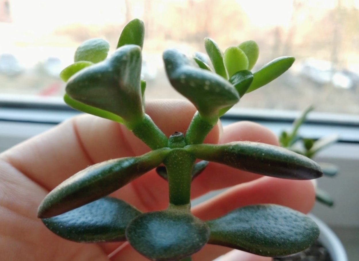 Толстянка портулаковая