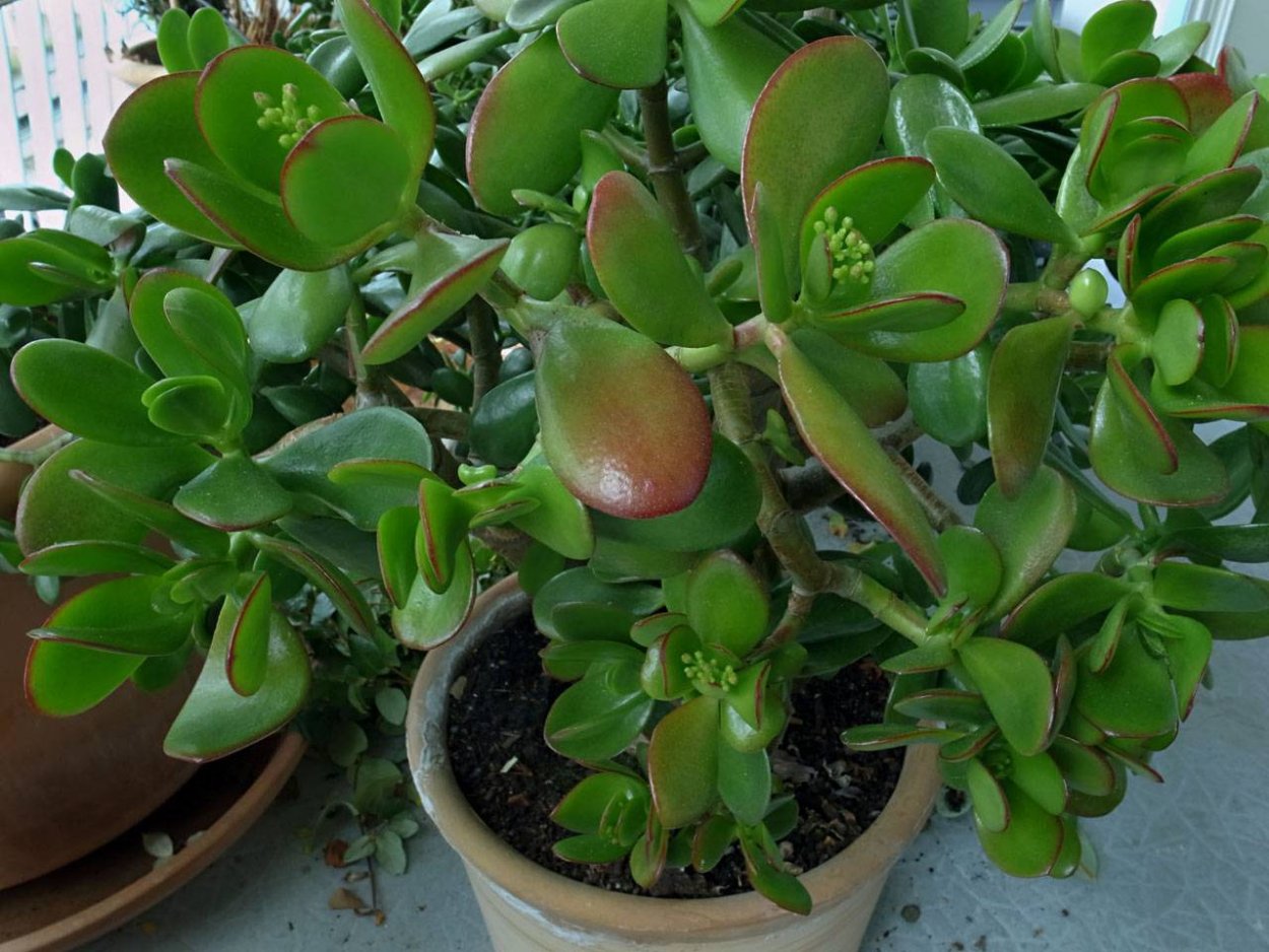 Комнатные растения Крассула брейк Дансер