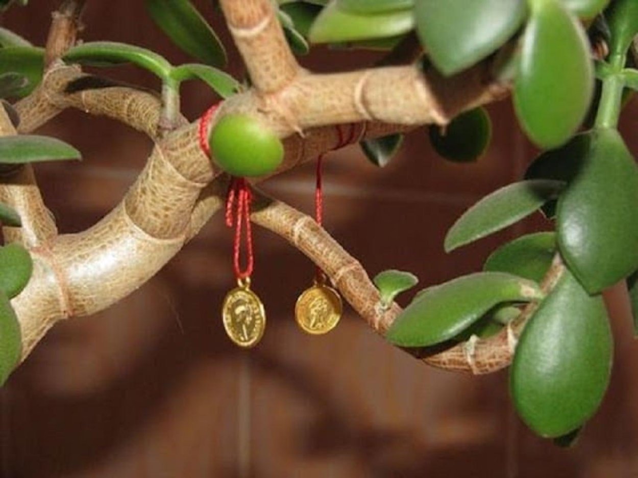 Crassula spathulata толстянка