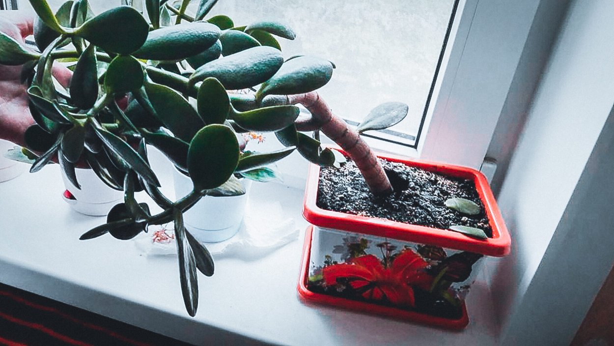 Эдема толстянка