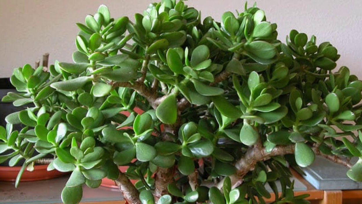 Толстянка корни