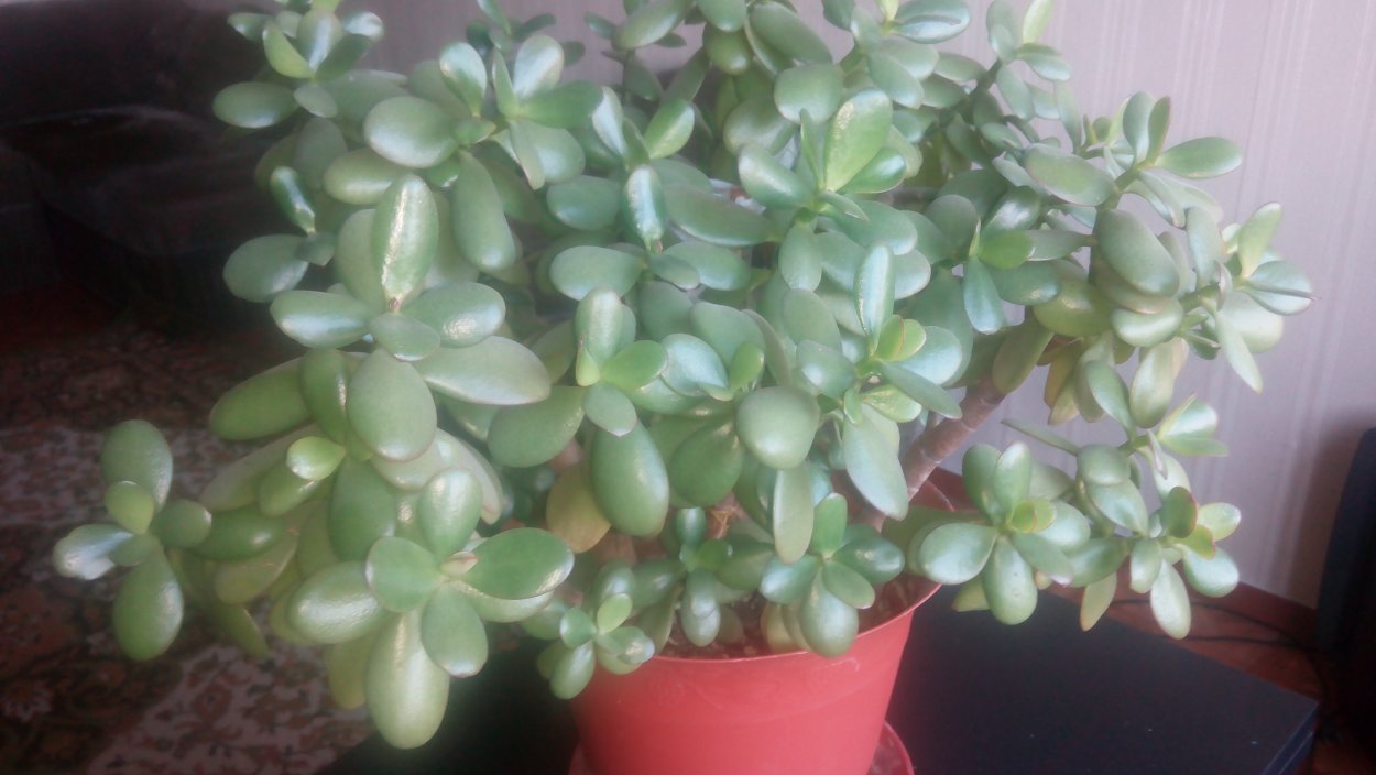 Толстянка Овата