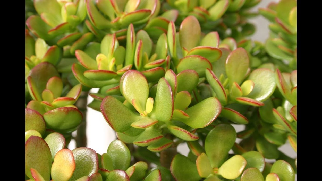 Крассула Овата
