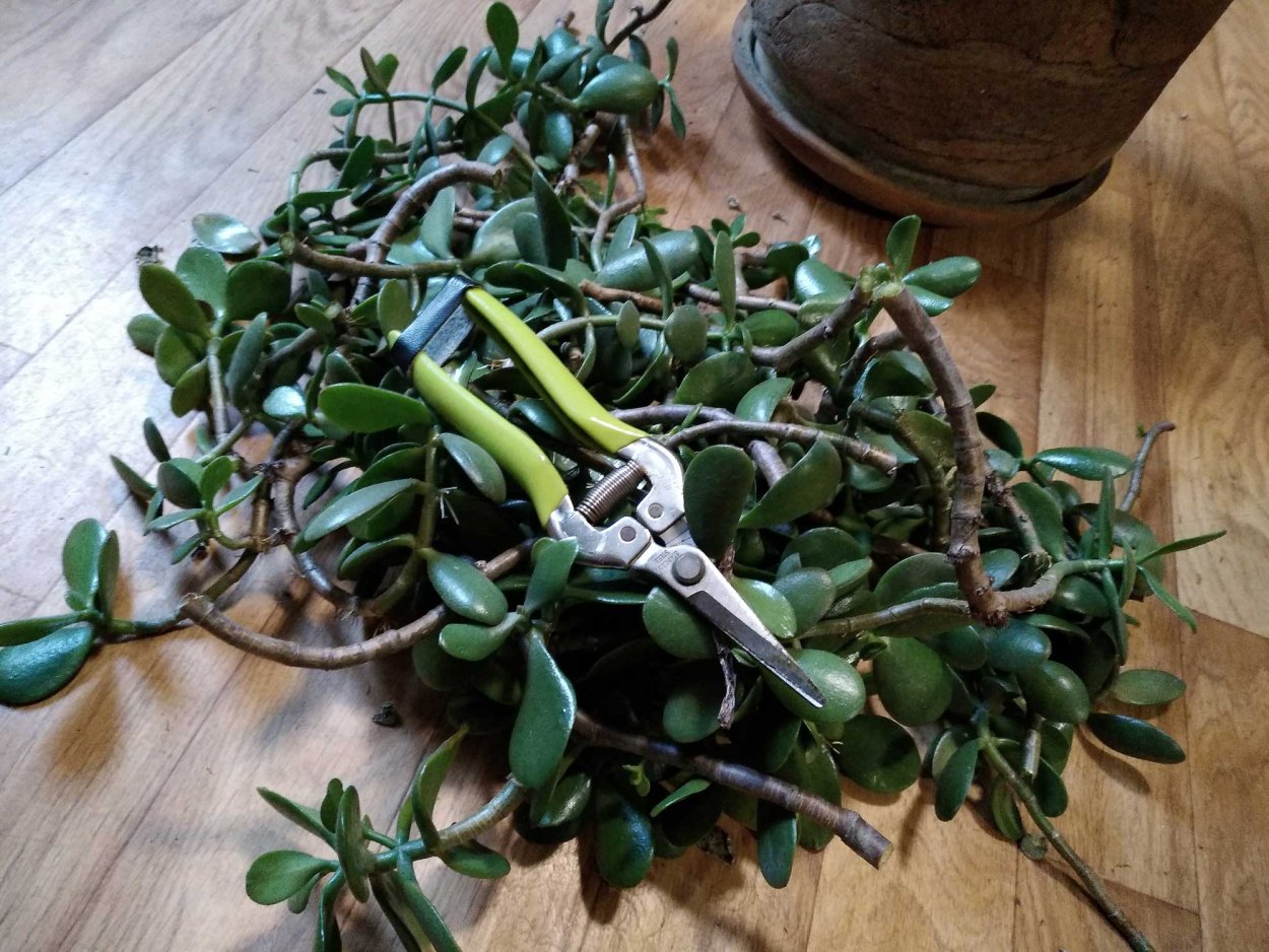 Толстянка Крассула черенок