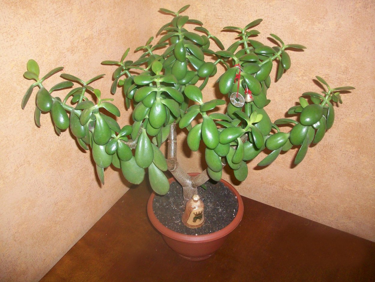 Крассула толстянка денежное