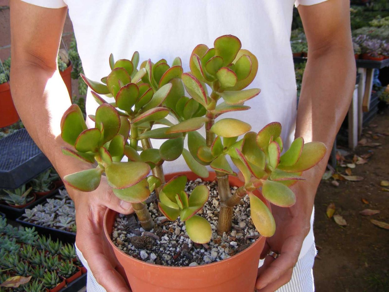 Толстянка и замиокулькас